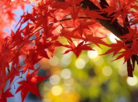 観光ガイド情報（季節特集）のEC販売を開始しましたのサムネイル